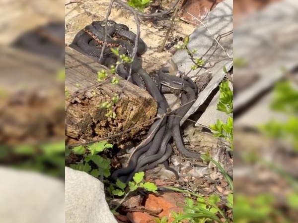 Саратовцы обнаружили у себя на даче клубок огромных змей